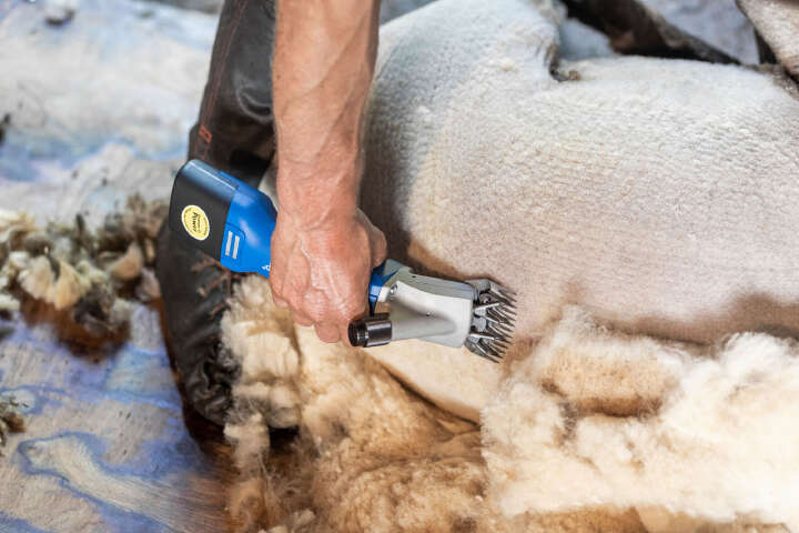 AESCULAP Akkuschermaschine Econom Nova CL für Schafe